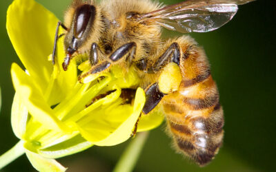Save the Bees | Bees are Buzzworthy