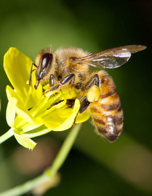 bee on a flower with greenery in the background