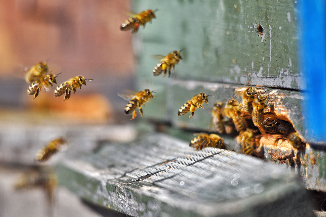 Healthy hooch bees working in their hive