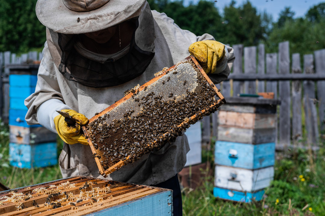 beekeeper taking care of his bees