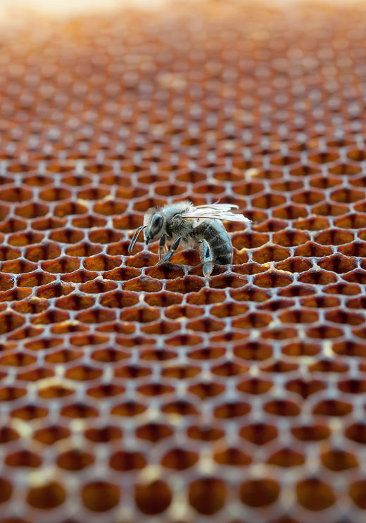 working bee on it's hive