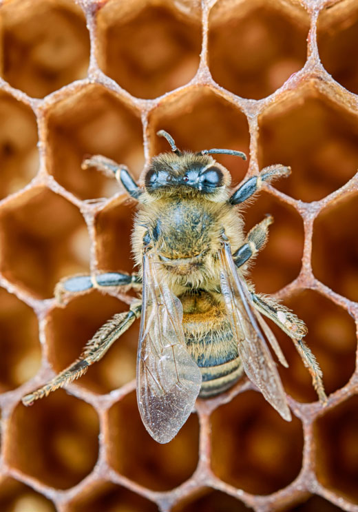 honey bee on honey comb close up