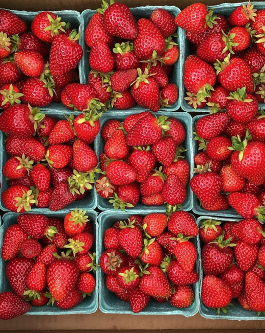 organic strawberries from the healthy hooch farm