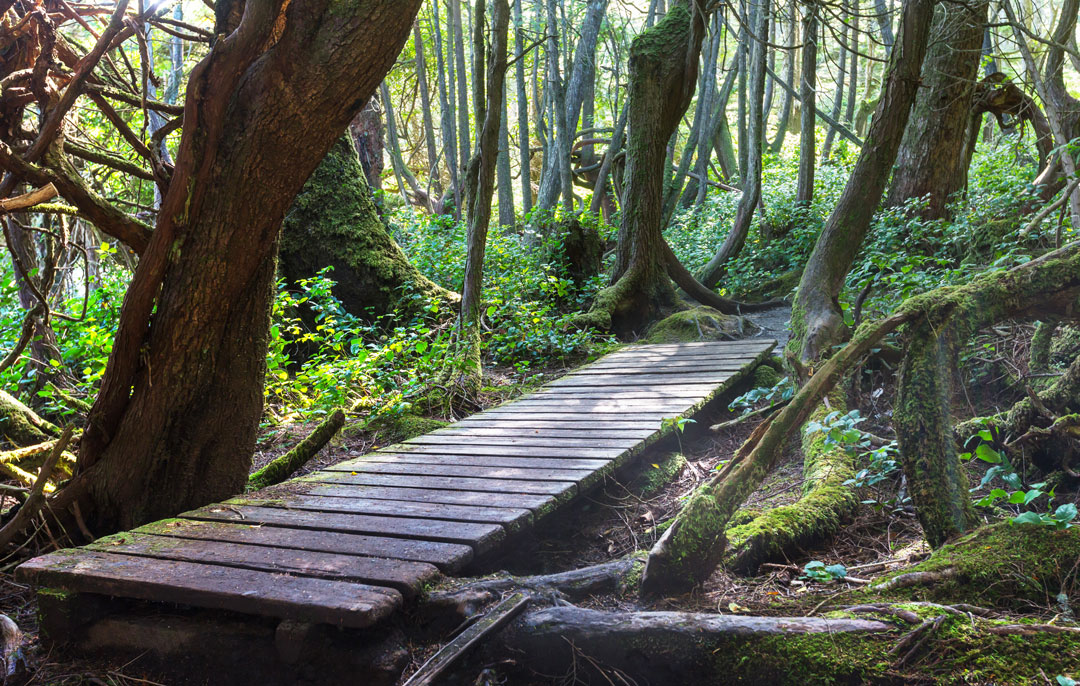 forest in vancouver