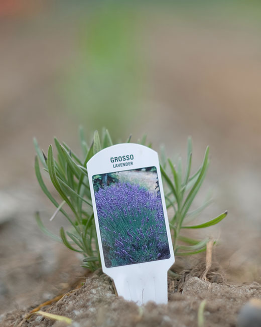 lavender plant with the name tag